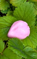 Aardbeien zeepje